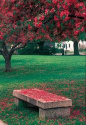 Crab Apple Trees in Prescott Park, New Hampshire | Obraz na stenu