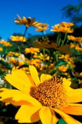 Garden at Prescott Park, New Hampshire | Obraz na stenu