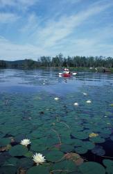 Fragrant Water Lily, Kayaking on Umbagog Lake, Northern Forest, New Hampshire | Obraz na stenu
