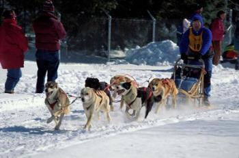 Sled Dog Team, New Hampshire, USA | Obraz na stenu