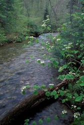 Hobblebush, Pemigewasset River, White Mountain National Forest, New Hampshire | Obraz na stenu