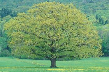 Northern Red Oak, New Hampshire | Obraz na stenu