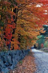 Fall Colors in the White Mountains, New Hampshire | Obraz na stenu