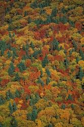 Fall Foliage on the Slopes of Mt Lafayette, White Mountains, New Hampshire | Obraz na stenu