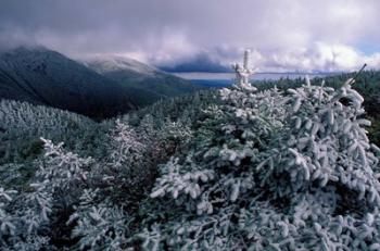 Snow Coats the Boreal Forest on Mt Lafayette, White Mountains, New Hampshire | Obraz na stenu
