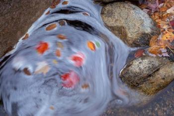 Leaves Swirl in Zealand Falls, Appalachian Trail, White Mountains, New Hampshire | Obraz na stenu