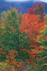 Northern Hardwood Forest, New Hampshire | Obraz na stenu