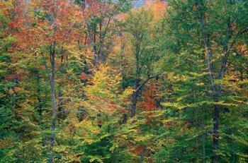 Fall in Northern Hardwood Forest, New Hampshire | Obraz na stenu
