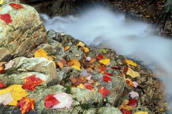 Avalon Trail, Northern Hardwood Forest, New Hampshire | Obraz na stenu