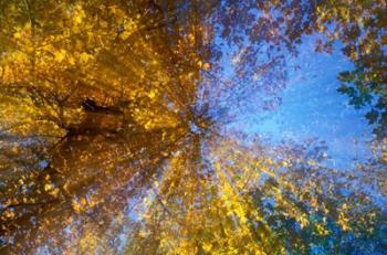 Greeley Ponds Trail, Northern Hardwood Forest, New Hampshire | Obraz na stenu