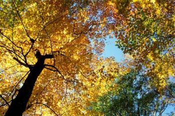 Greeley Ponds Trail, New Hampshire | Obraz na stenu