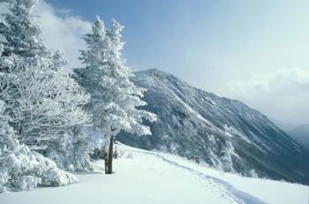 Snow Covered Trees and Snowshoe Tracks, White Mountain National Forest, New Hampshire | Obraz na stenu