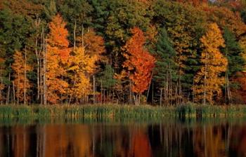 Wetlands in Fall, Peverly Pond, New Hampshire | Obraz na stenu