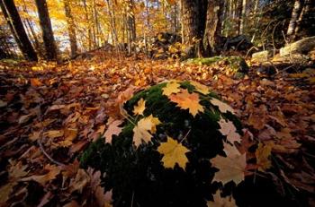 Sugar Maple Leaves on Mossy Rock, Nature Conservancy's Great Bay Properties, New Hampshire | Obraz na stenu
