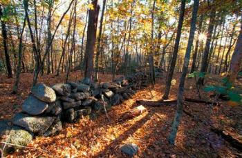 Stone Wall, Nature Conservancy Land Along Crommett Creek, New Hampshire | Obraz na stenu