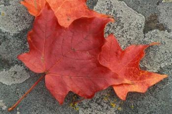 Sugar Maple Foliage in Fall, Rye, New Hampshire | Obraz na stenu