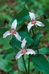 Painted Trillium, Waterville Valley, White Mountain National Forest, New Hampshire | Obraz na stenu