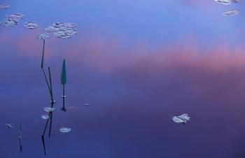 Pickerelweed, Lily Pads and Reflections in Trout Pond, Freedom, New Hampshire | Obraz na stenu