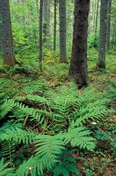 Ferns in the Understory of a Lowland Spruce-Fir Forest, White Mountains, New Hampshire | Obraz na stenu