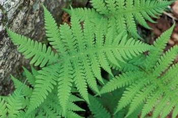 Long Beech Fern, White Mountains National Forest, Waterville Valley, New Hampshire | Obraz na stenu