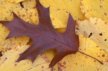 Northern Red Oak Leaf in Fall, Sandy Point Trail, New Hampshire | Obraz na stenu