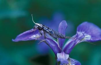 Blue Flag with Caddis Fly Exoskeleton, Androscoggin River, Errol, New Hampshire | Obraz na stenu