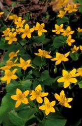 Urban Forestry Center, Marsh Marigolds, Portsmouth, New Hampshire | Obraz na stenu