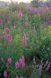 Purple Loosestrife, Invasive Alien Plant, Portsmouth, New Hampshire | Obraz na stenu