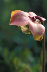 Flowering Pitcher Plant in a Bog, Cherry Pond, Jefferson, New Hampshire | Obraz na stenu