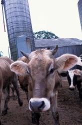 Jersey Cow at the Hurd Farm in Hampton, New Hampshire | Obraz na stenu