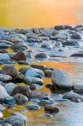 Fall Reflections Among the Cobblestones in the Saco River, White Mountains, New Hampshire | Obraz na stenu