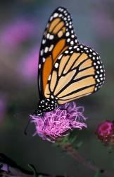 Monarch Butterfly on Northern Blazing Star Flower, New Hampshire | Obraz na stenu