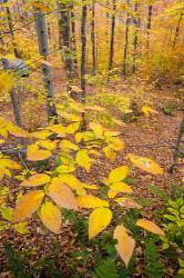 Northern Hardwood Forest, New Hampshire | Obraz na stenu