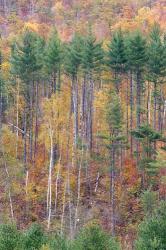 White Mountains in Fall, New Hampshire | Obraz na stenu