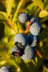 Blueberry agriculture, Alton, New Hampshire | Obraz na stenu