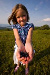 Child, blueberries, Alton, New Hampshire | Obraz na stenu