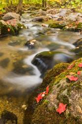 A stream in fall, Grafton, New Hampshire | Obraz na stenu