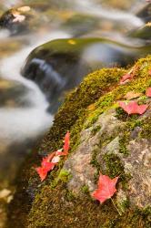 A stream in Fall in a Forest in Grafton, New Hampshire | Obraz na stenu