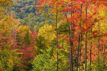 Forest in Grafton, New Hampshire | Obraz na stenu