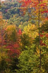 Fall in a Forest in Grafton, New Hampshire | Obraz na stenu