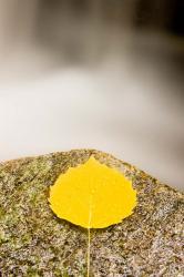 An aspen leaf next to a stream in a Forest in Grafton, New Hampshire | Obraz na stenu