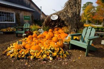 Gourds at the Moulton Farm farmstand in Meredith, New Hampshire | Obraz na stenu