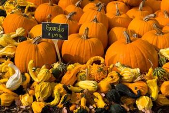 Gourds at the Moulton Farm, Meredith, New Hampshire | Obraz na stenu