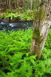 Fern flora, Greenough Brook, New Hampshire | Obraz na stenu