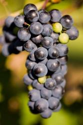 Marechal Foch grapes at the vineyard at Jewell Towne Vineyards, South Hampton, New Hampshire | Obraz na stenu