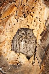 Eastern Screech Owl, Rye, New Hampshire | Obraz na stenu