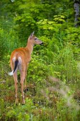 Whitetail deer, Pittsburg, New Hampshire | Obraz na stenu