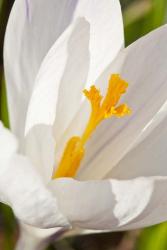 A White Crocus In A Garden In Portsmouth, New Hampshire | Obraz na stenu