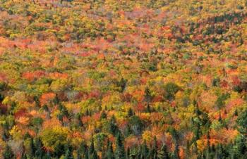 New Hampshire, White Mountains, Autumn | Obraz na stenu