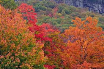 Bemis Falls Trail, Crawford Notch State Park, New Hampshire | Obraz na stenu